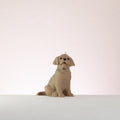 Labrador dog figurine sitting on a white surface with a light pink background